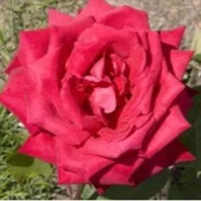 Ruby Wedding Hybrid Tea Rose (Rosa Ruby Wedding)